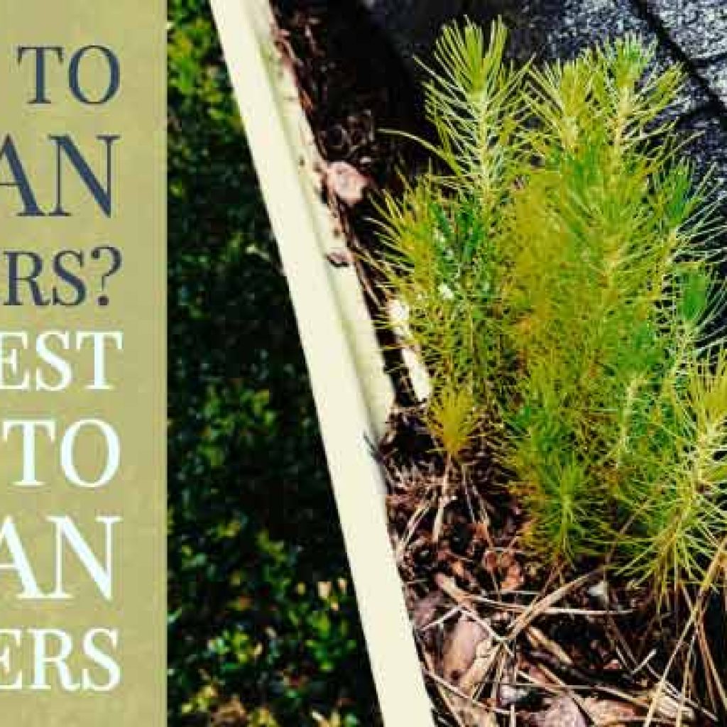 little pine tree growing in a house gutter